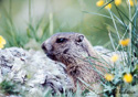 Marmota marmota